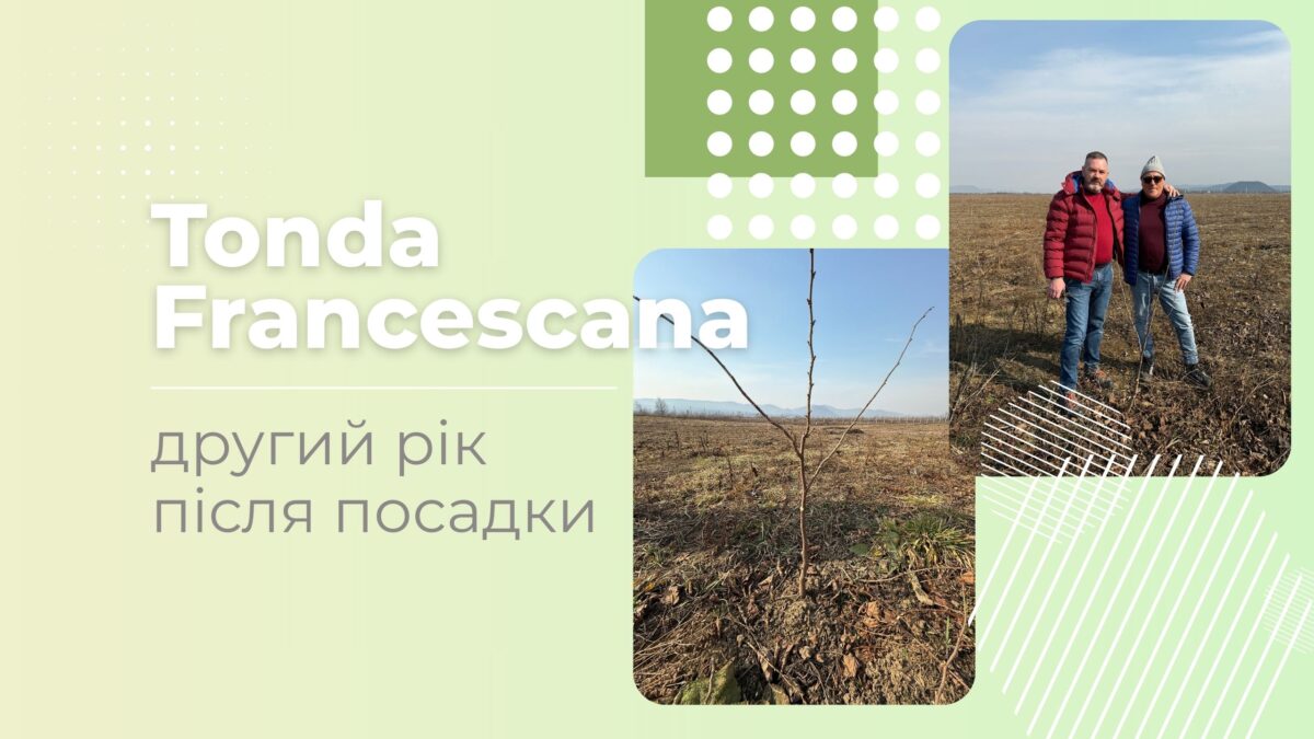 tonda francescana