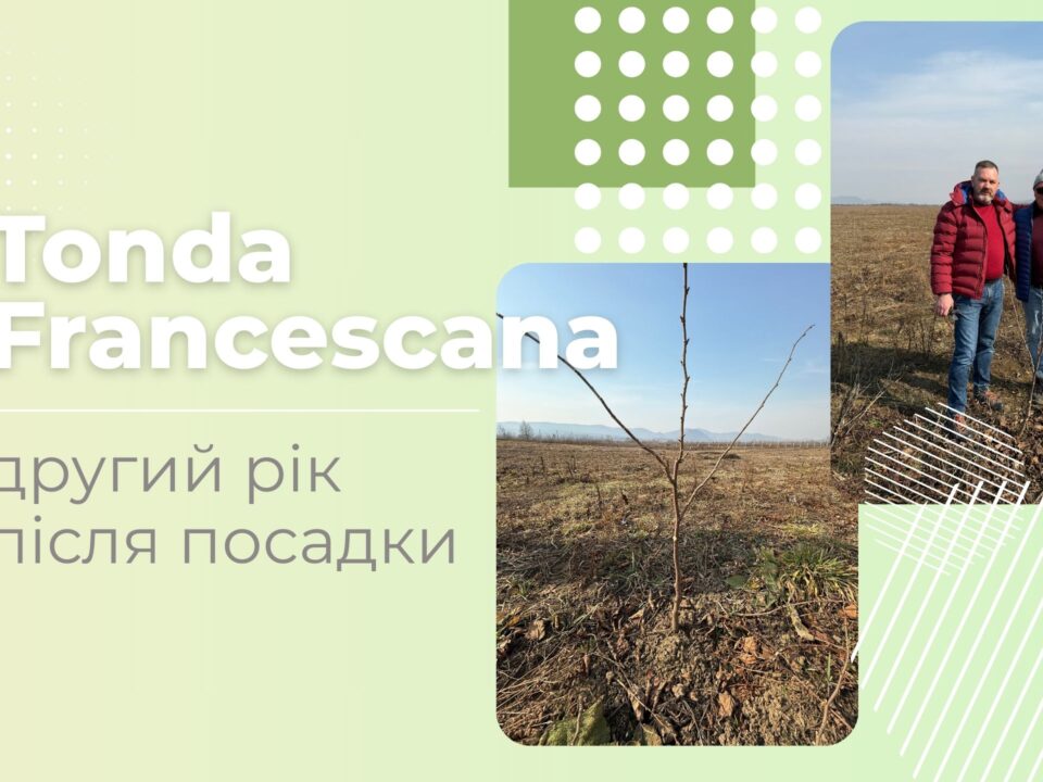 tonda francescana