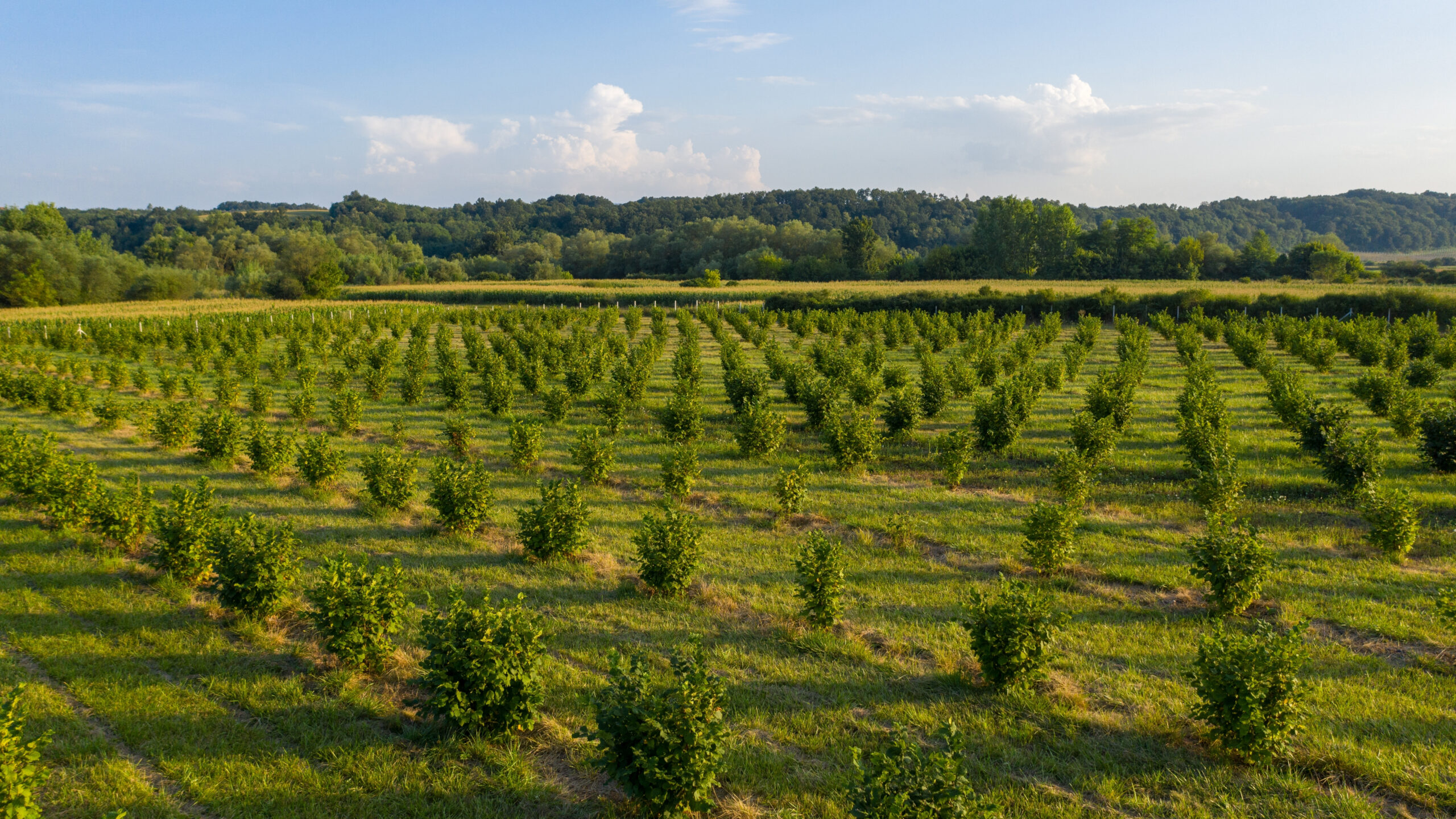 FACMA — ефективні рішення для горіхових садів