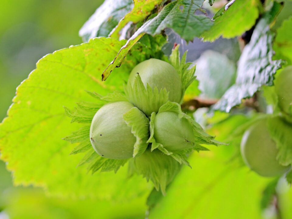 урожай фундука